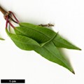 SpeciesSub: subsp. serrae